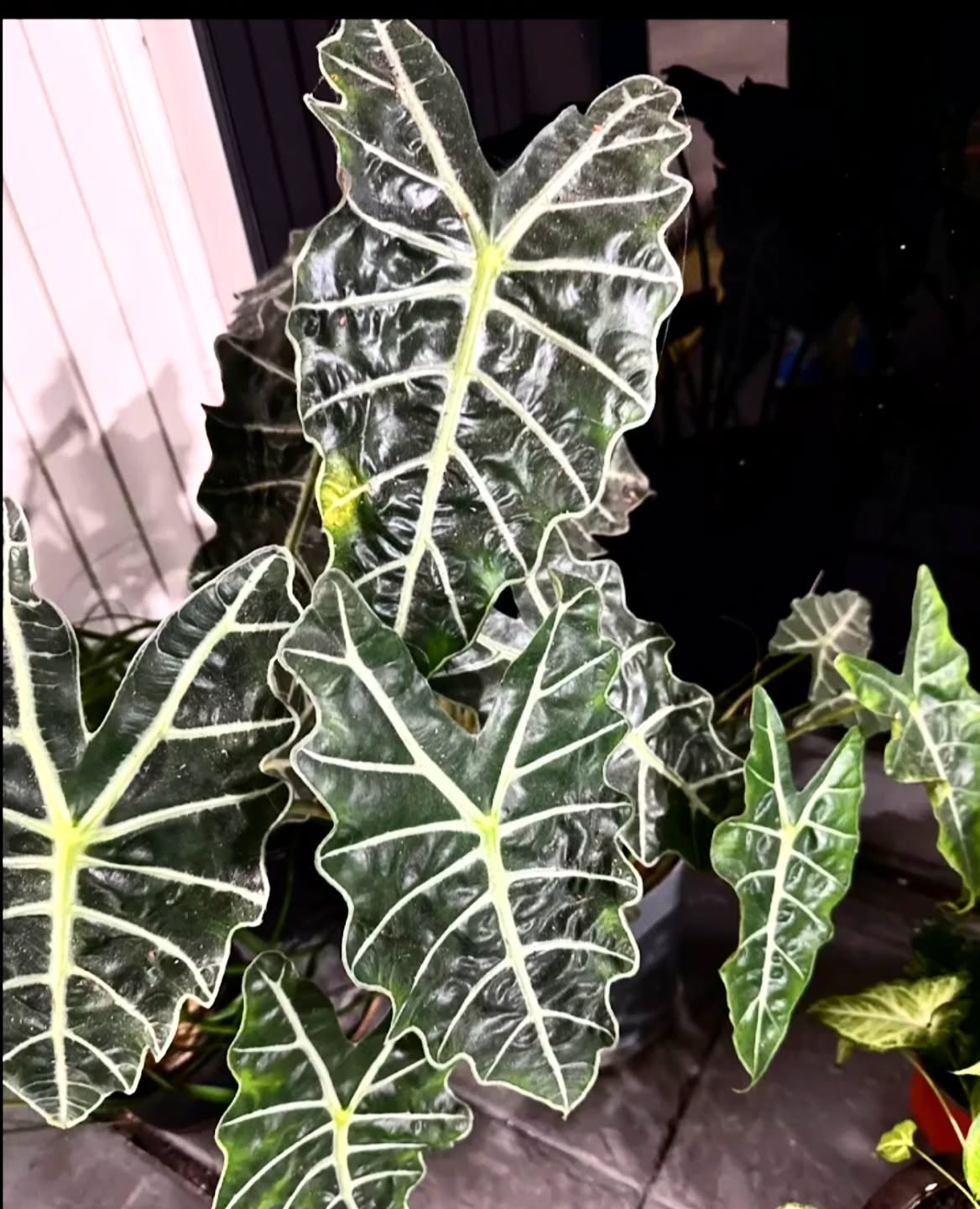 Alocasia tropical plant