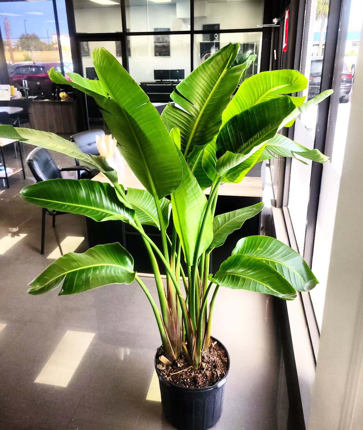 Bird of Paradise in office lobby