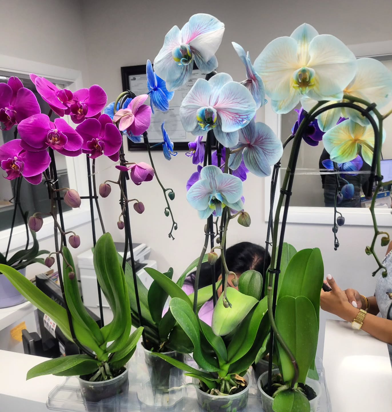 Stunning orchid collection display